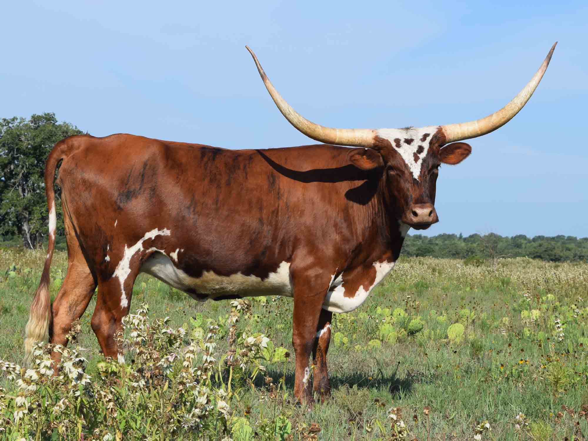 Rocking O Longhorns Texas Longhorn package deals and starter herds